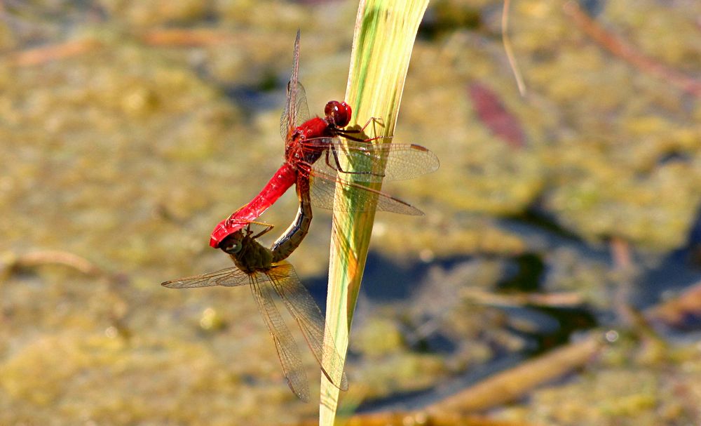 --- Feuerlibelle (Crocothemis erythraea) ---