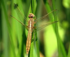 --- Feuerlibelle (Crocothemis erythraea) ---