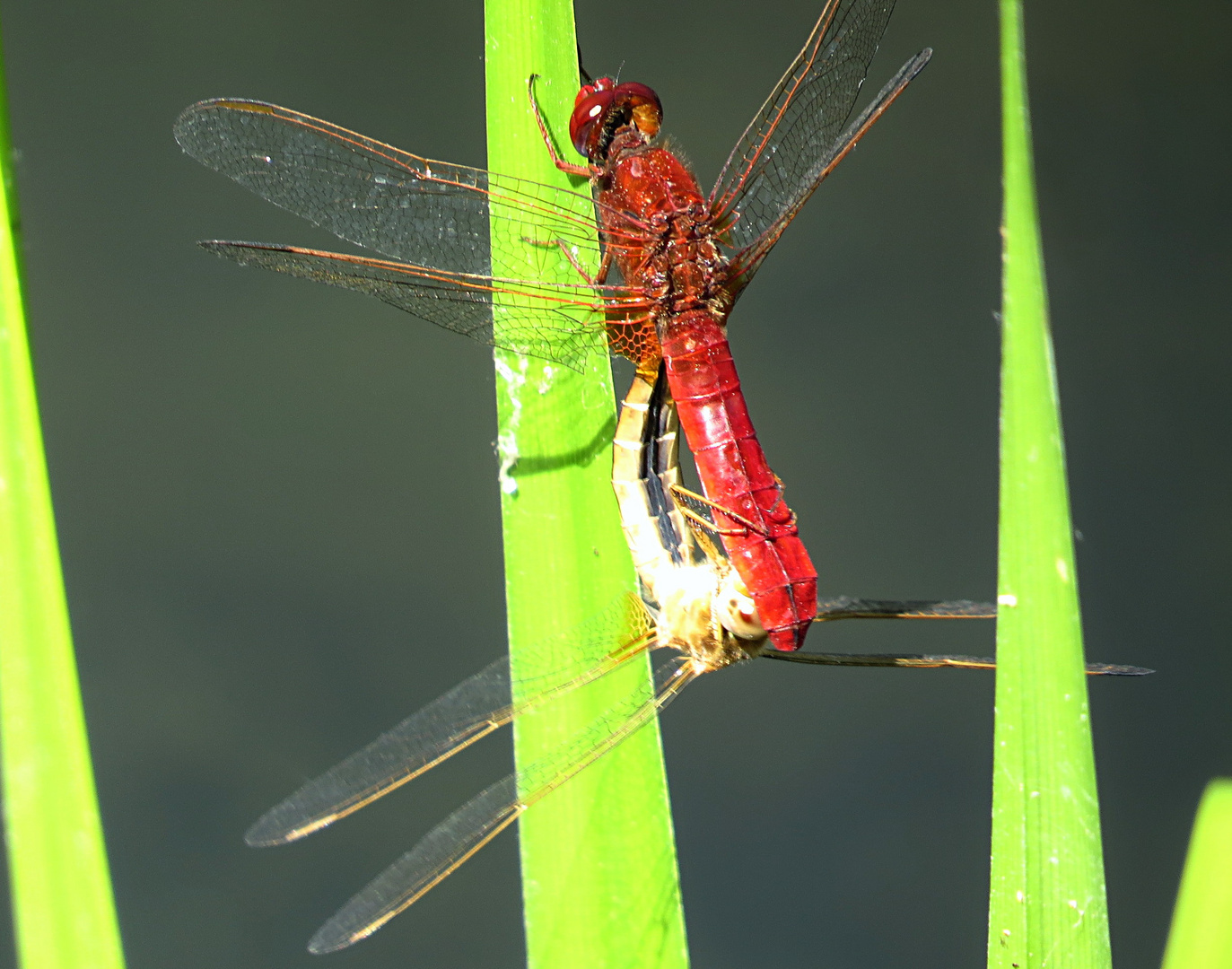 --- Feuerlibelle (Crocothemis erythraea) ---