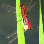 --- Feuerlibelle (Crocothemis erythraea) ---