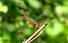 --- Feuerlibelle (Crocothemis erythraea) --- 