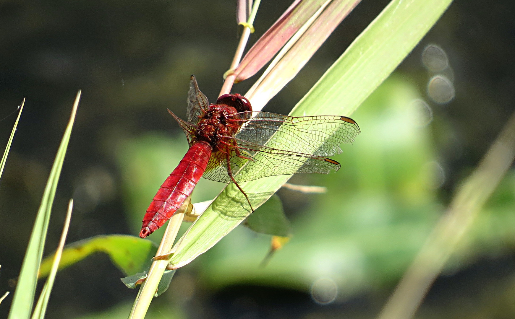 --- Feuerlibelle (Crocothemis erythraea) ---