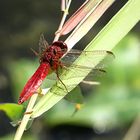 --- Feuerlibelle (Crocothemis erythraea) ---