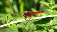 --- Feuerlibelle (Crocothemis erythraea) ---