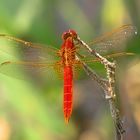 --- Feuerlibelle (Crocothemis erythraea) ---