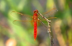 --- Feuerlibelle (Crocothemis erythraea) ---