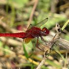 --- Feuerlibelle (Crocothemis erythraea) ---