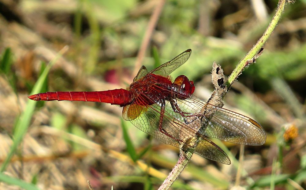 --- Feuerlibelle (Crocothemis erythraea) ---