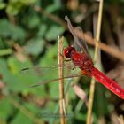 Feuerlibelle (Crocothemis erythraea)