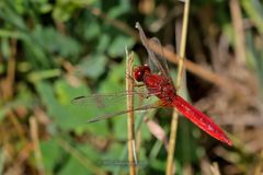 Feuerlibelle (Crocothemis erythraea)