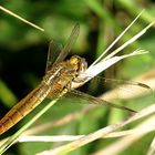 --- Feuerlibelle (Crocothemis erythraea) ---