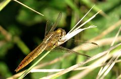 --- Feuerlibelle (Crocothemis erythraea) ---