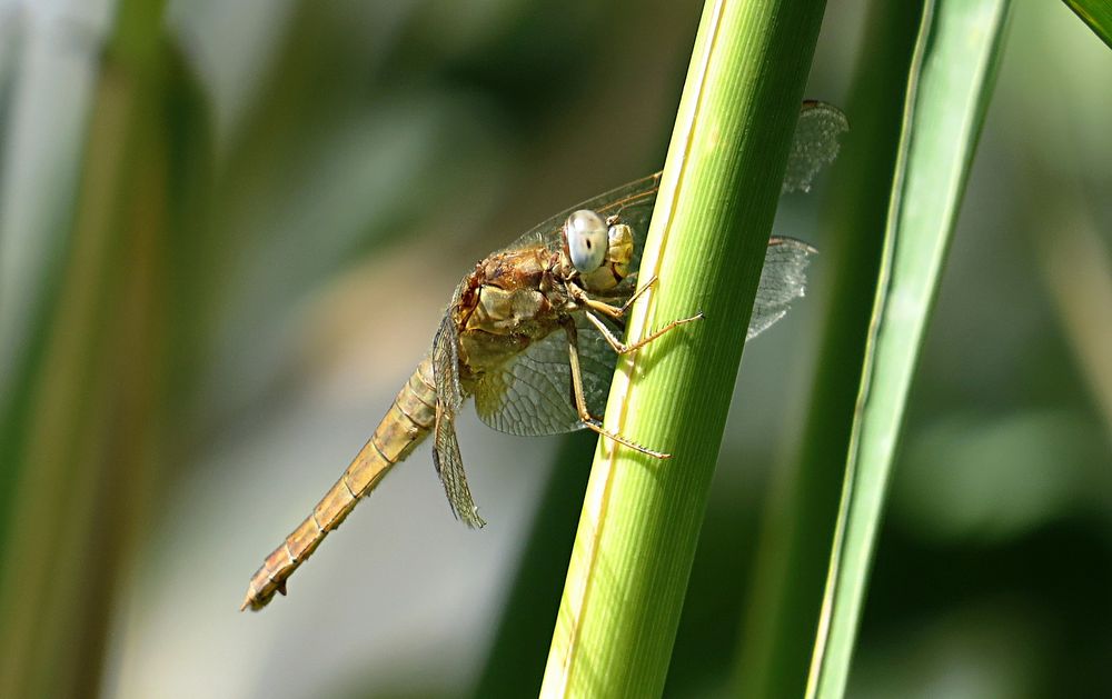 --- Feuerlibelle (Crocothemis erythraea) ---