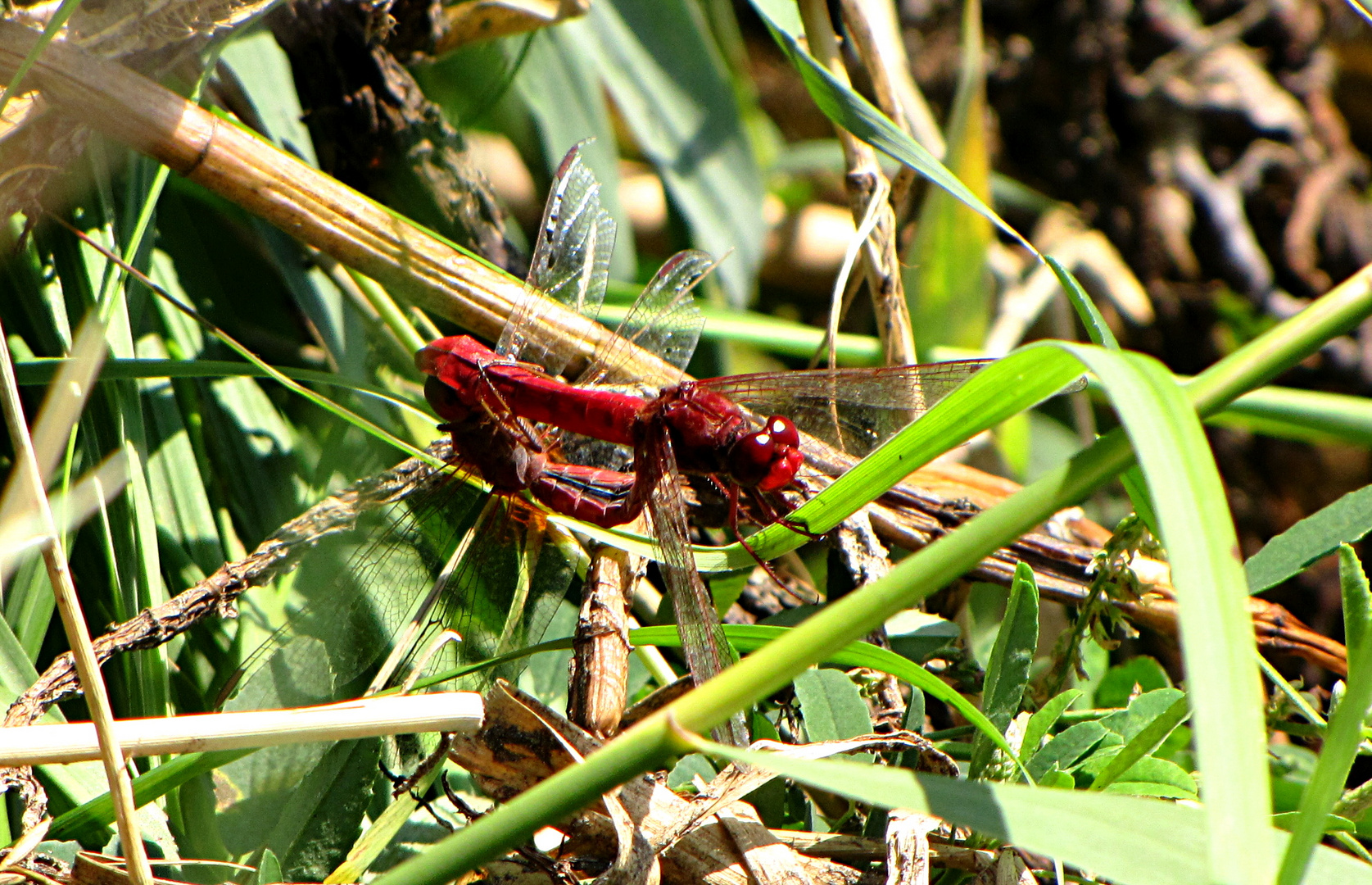 --- Feuerlibelle (Crocothemis erythraea) ---