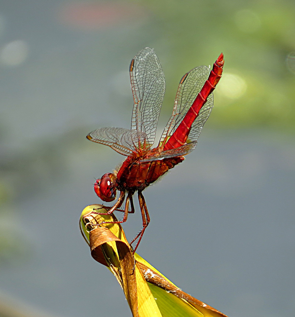 --- Feuerlibelle (Crocothemis erythraea) ---