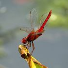 --- Feuerlibelle (Crocothemis erythraea) ---