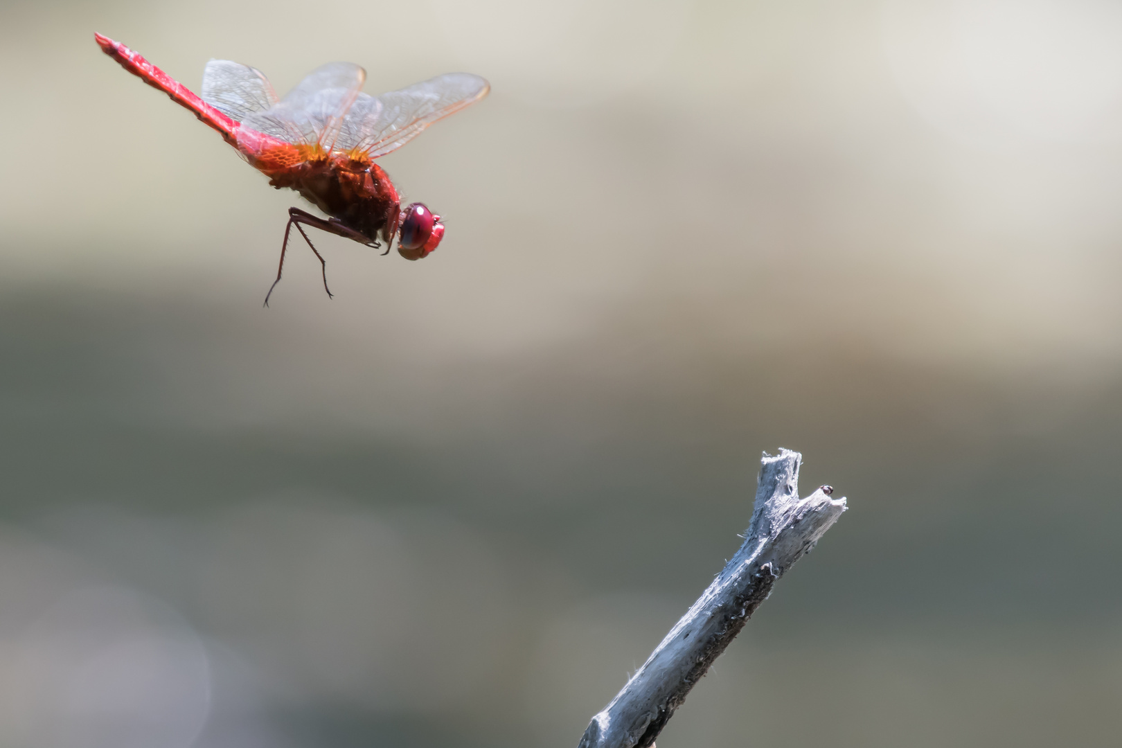 Feuerlibelle (Crocothemis erythraea)