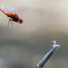 Feuerlibelle (Crocothemis erythraea)