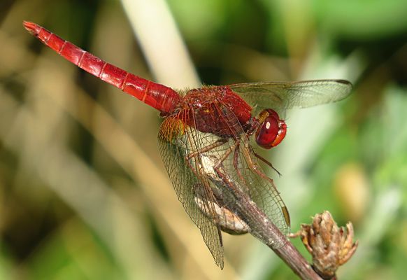 --- Feuerlibelle (Crocothemis erythraea) ---