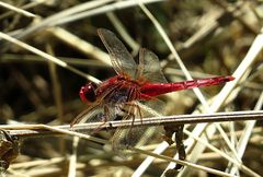 --- Feuerlibelle (Crocothemis erythraea) ---