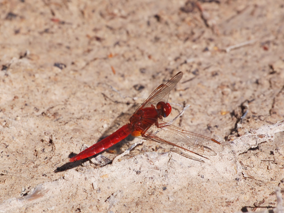 Feuerlibelle (Crocothemis erythraea)