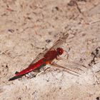 Feuerlibelle (Crocothemis erythraea)