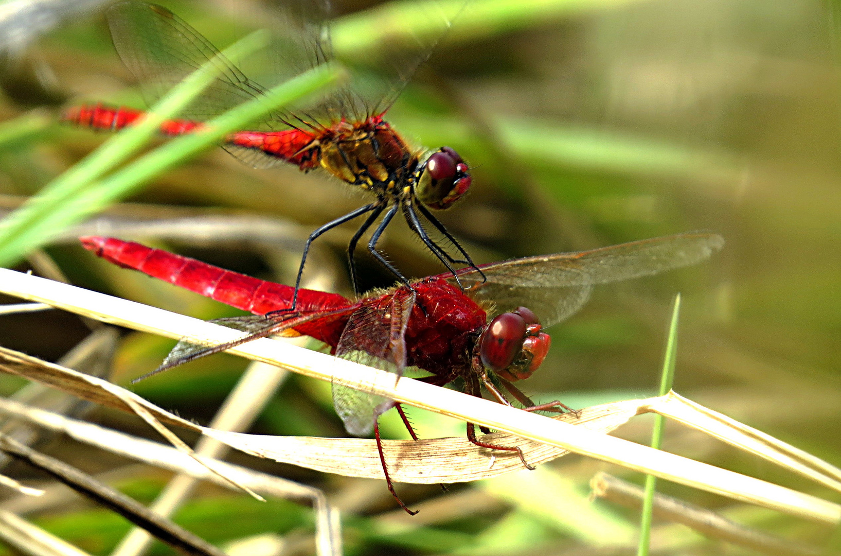 --- Feuerlibelle (Crocothemis erythraea) ---