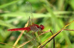 --- Feuerlibelle (Crocothemis erythraea) ---