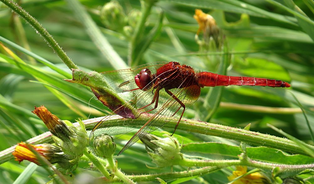 --- Feuerlibelle (Crocothemis erythraea) ---