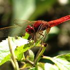 --- Feuerlibelle (Crocothemis erythraea) ---