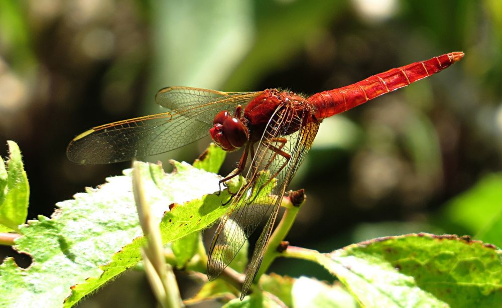 --- Feuerlibelle (Crocothemis erythraea) ---