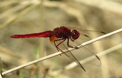 --- Feuerlibelle (Crocothemis erythraea) ---