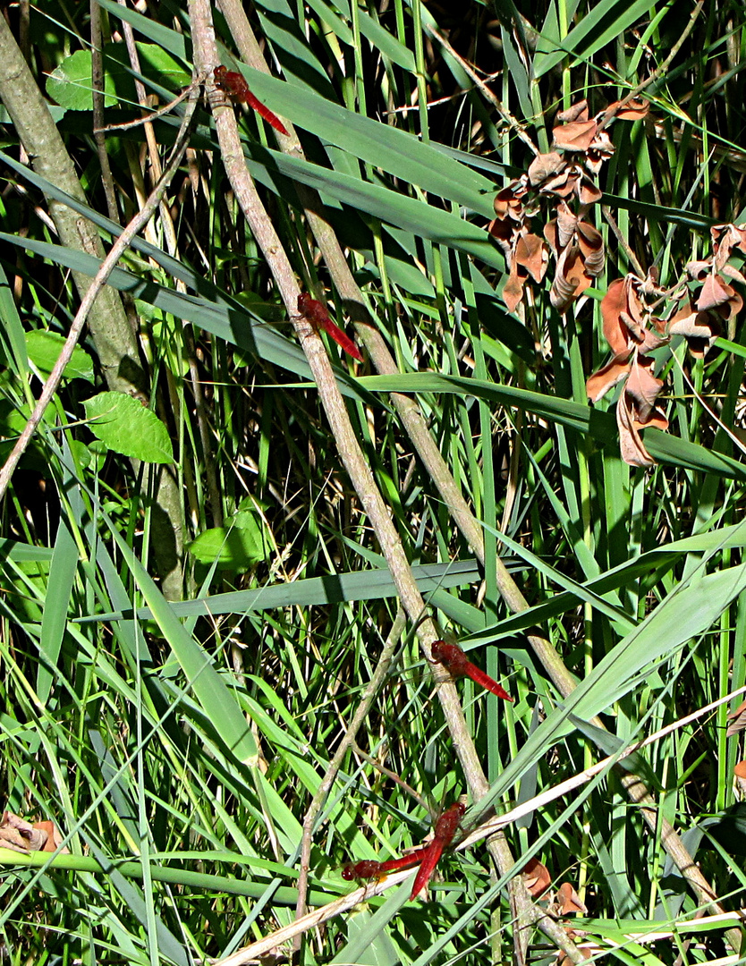 --- Feuerlibelle (Crocothemis erythraea) --- 