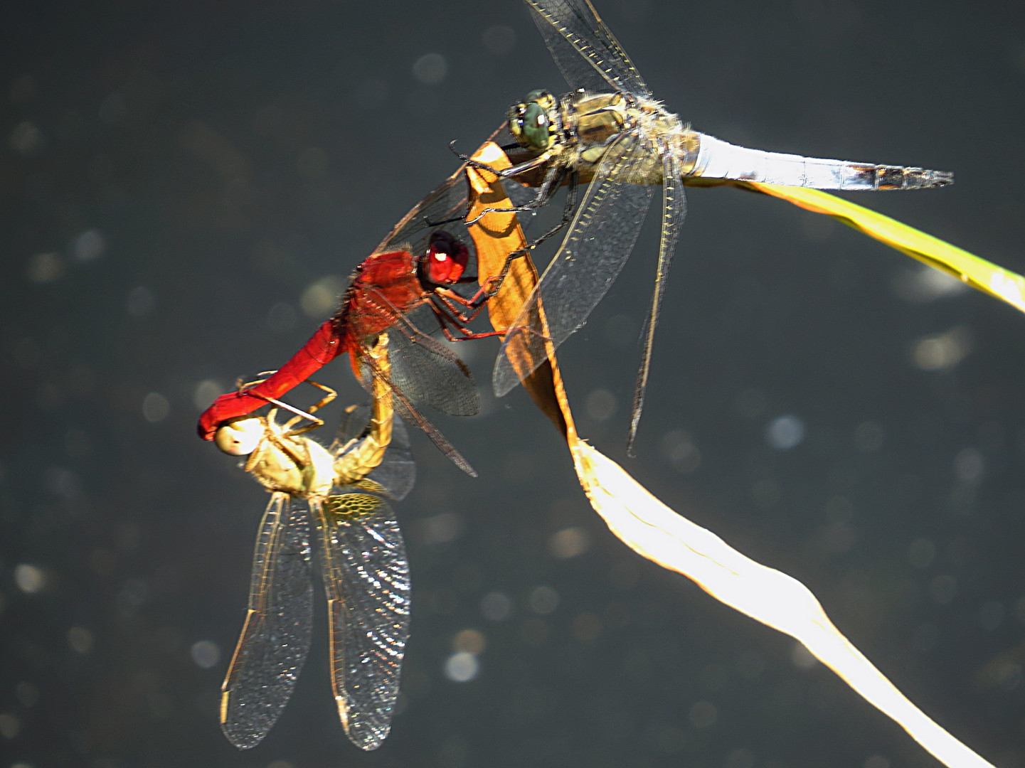 --- Feuerlibelle (Crocothemis erythraea) ---