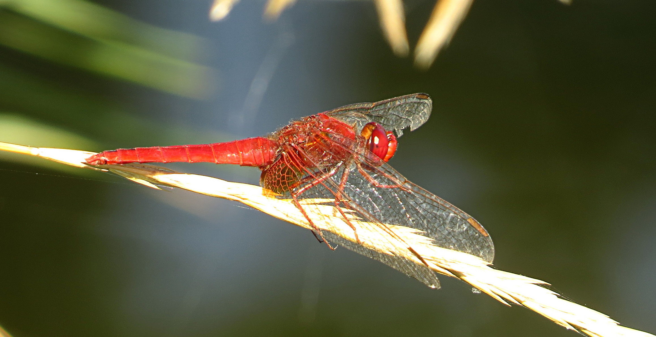 --- Feuerlibelle (Crocothemis erythraea) ---