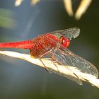 --- Feuerlibelle (Crocothemis erythraea) ---