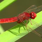 ... Feuerlibelle (Crocothemis erythraea) ...