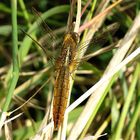 --- Feuerlibelle (Crocothemis erythraea) ---