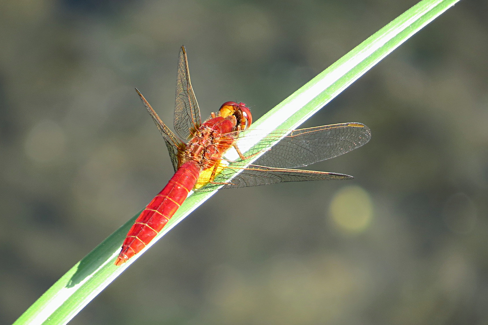 --- Feuerlibelle (Crocothemis erythraea) ---