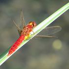 --- Feuerlibelle (Crocothemis erythraea) ---