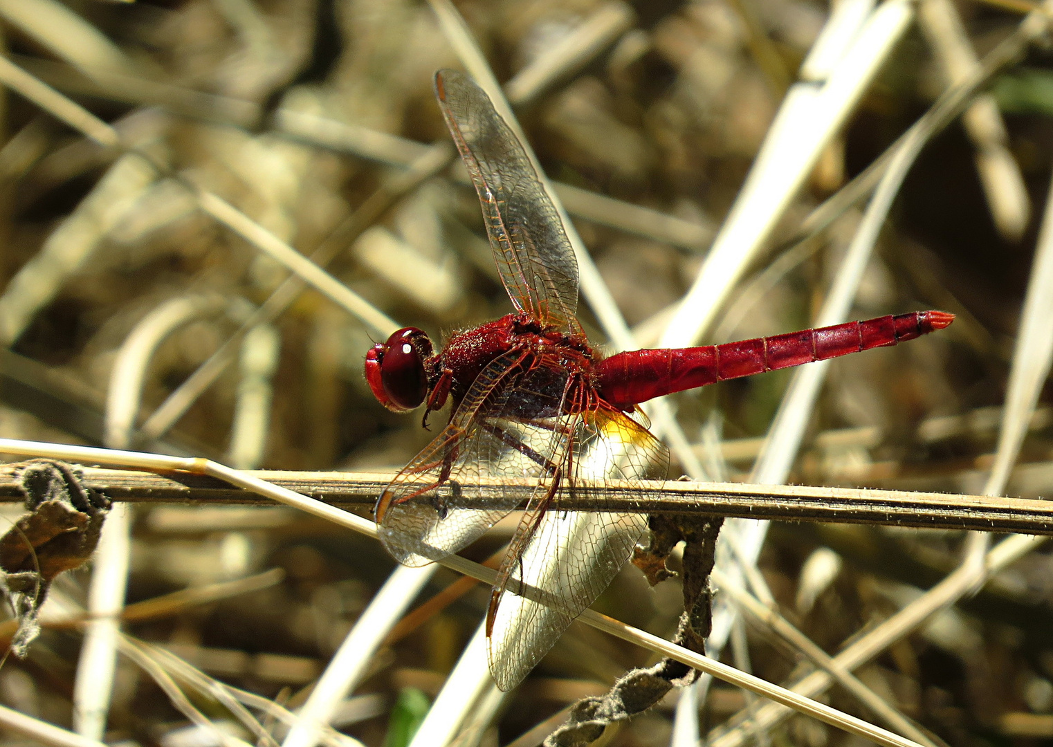 --- Feuerlibelle (Crocothemis erythraea) ---