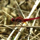 --- Feuerlibelle (Crocothemis erythraea) ---