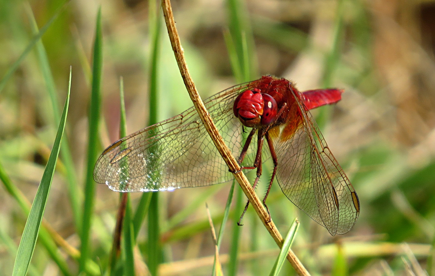 --- Feuerlibelle (Crocothemis erythraea) ---