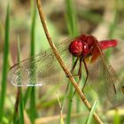 --- Feuerlibelle (Crocothemis erythraea) ---