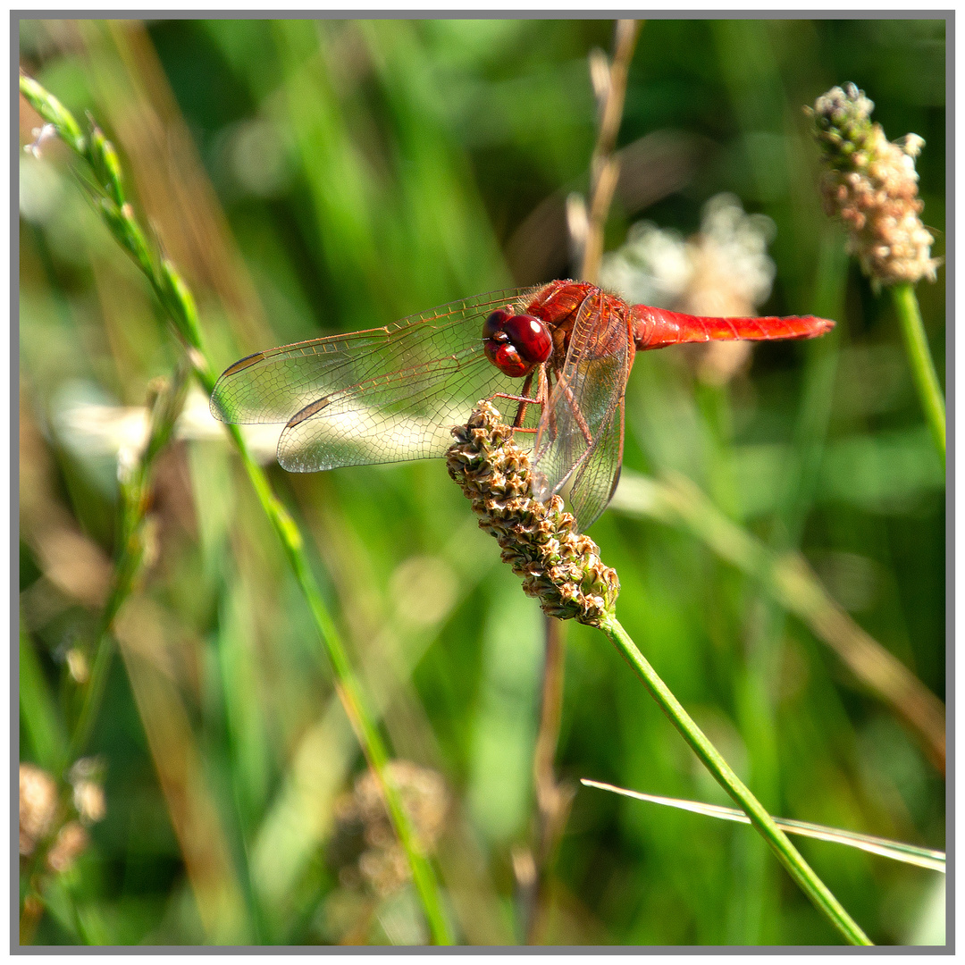 ## Feuerlibelle (Crocothemis erythraea) ##