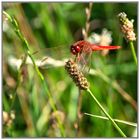 ## Feuerlibelle (Crocothemis erythraea) ##