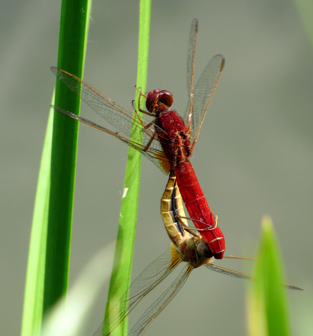 ... Feuerlibelle (Crocothemis erythraea) ...