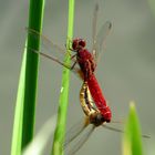 ... Feuerlibelle (Crocothemis erythraea) ...