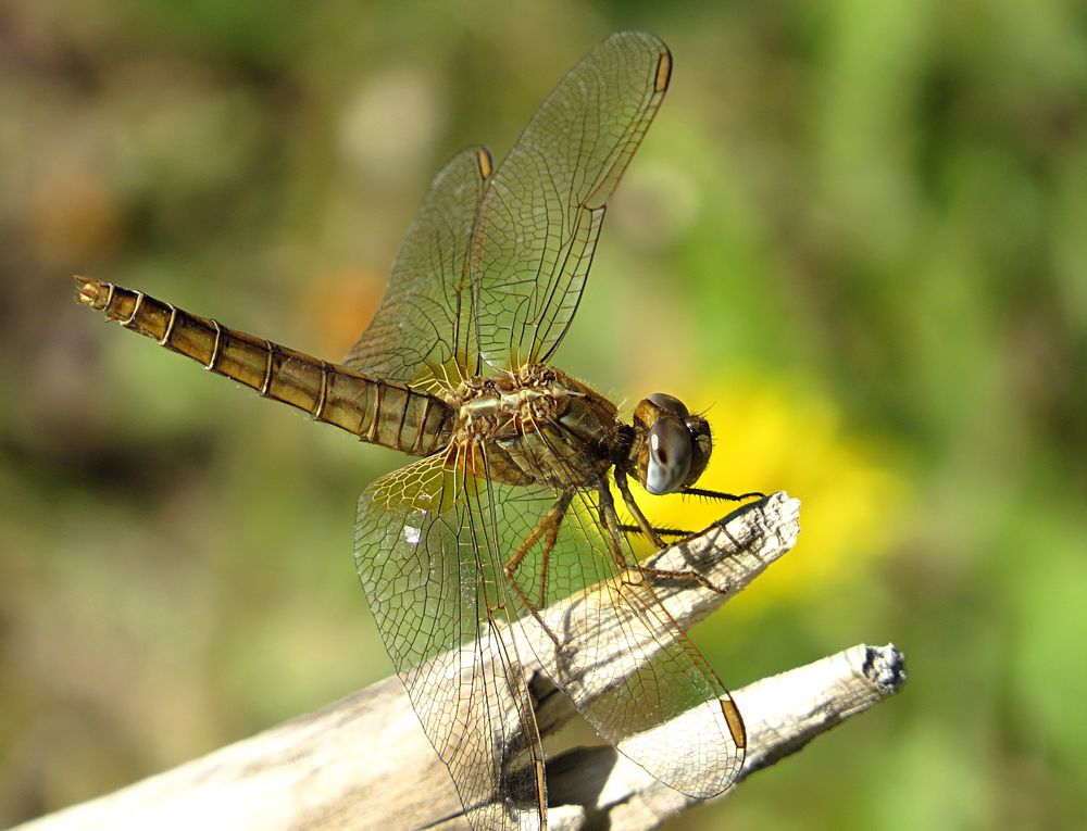 --- Feuerlibelle (Crocothemis erythraea) ---