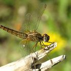 --- Feuerlibelle (Crocothemis erythraea) ---